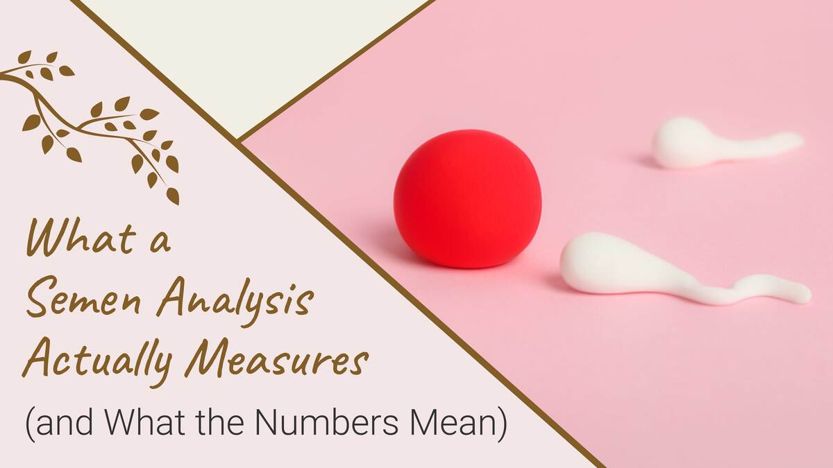 What a Semen Analysis Actually Measures (and What the Numbers Mean)