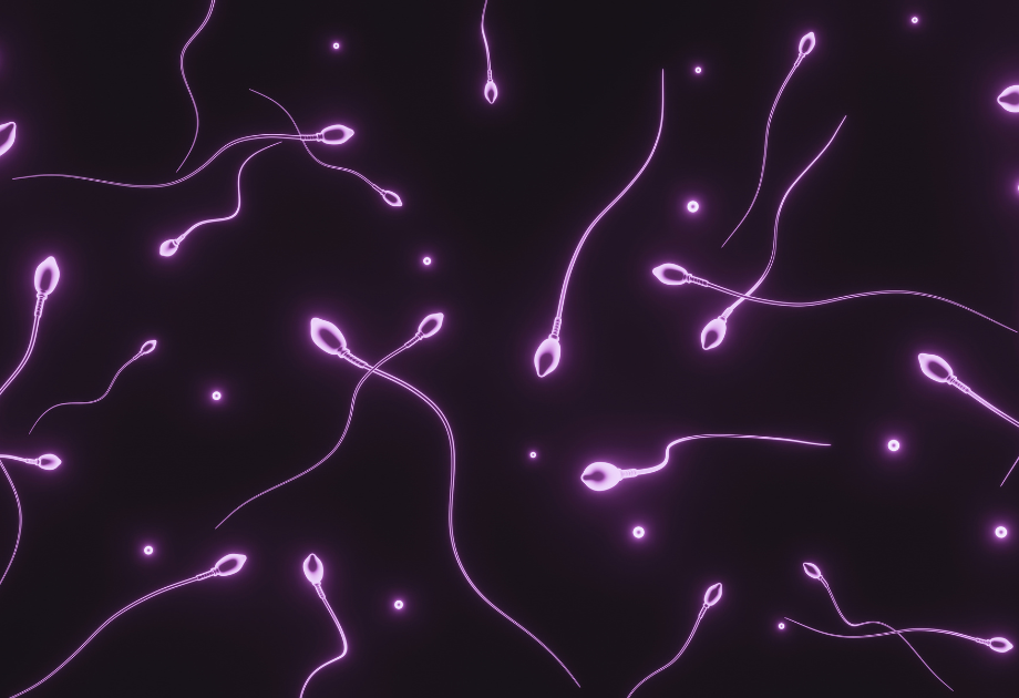 image of sperm under microscope